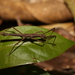 Pachymorpha springbrookensis - Photo (c) Greg Tasney, algunos derechos reservados (CC BY-SA), uploaded by Greg Tasney