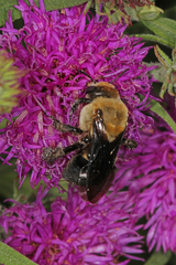 Ptilothrix bombiformis