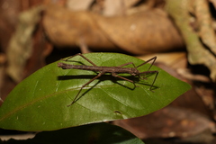 Pachymorpha springbrookensis