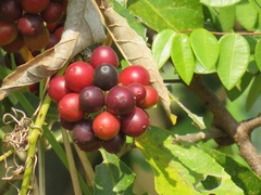 Smilax anceps