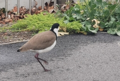 Vanellus miles novaehollandiae