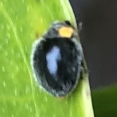 Apolinus lividigaster