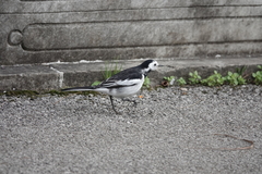 Motacilla alba