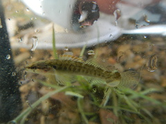 Etheostoma flabellare