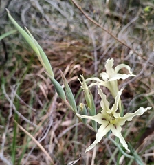 Gladiolus undulatus