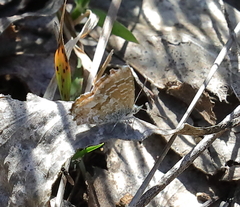 Theclinesthes serpentata