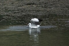 Chroicocephalus ridibundus