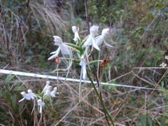 Platanthera integrilabia