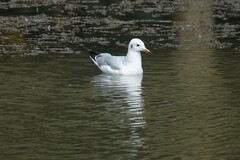 Chroicocephalus ridibundus