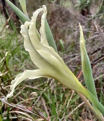 Gladiolus undulatus