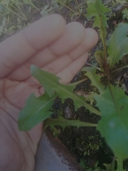 Hippobroma longiflora