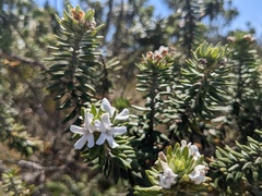 Westringia fruticosa