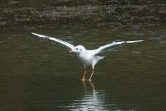 Chroicocephalus ridibundus