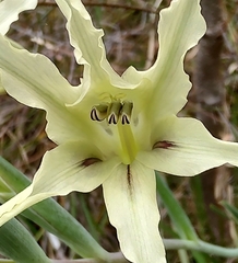 Gladiolus undulatus