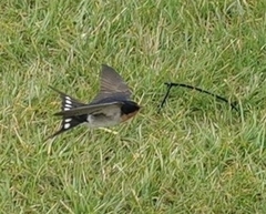 Hirundo neoxena