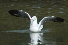 Chroicocephalus ridibundus