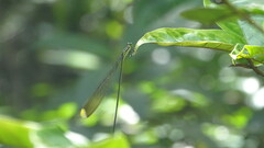 Mecistogaster linearis