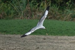 Chroicocephalus ridibundus