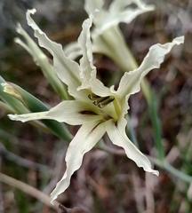 Gladiolus undulatus
