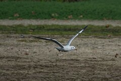 Chroicocephalus ridibundus