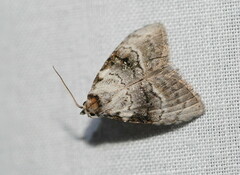 Acatapaustus metallopa