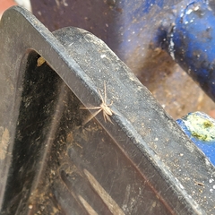 Philodromus dispar