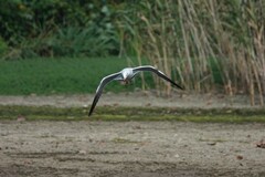 Chroicocephalus ridibundus