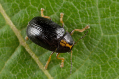Cryptocephalus decemmaculatus