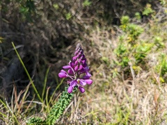 Comesperma ericinum