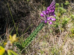 Comesperma ericinum