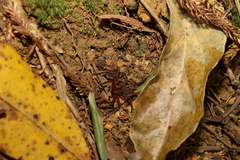 Rebilus