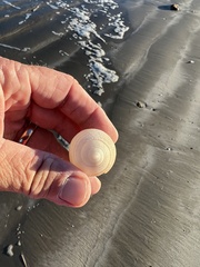 Semicassis granulata