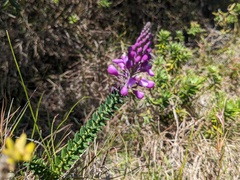 Comesperma ericinum