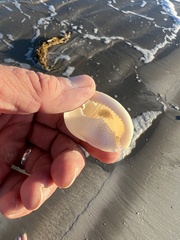 Semicassis granulata