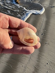 Semicassis granulata