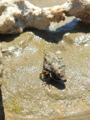 Clibanarius taeniatus