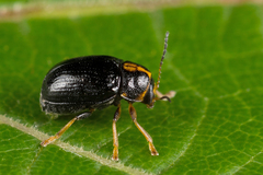 Cryptocephalus decemmaculatus