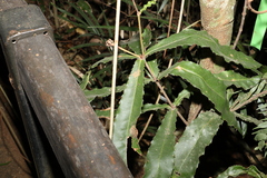 Macadamia tetraphylla