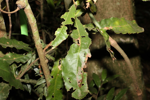 Image of Macadamia tetraphylla by (c) Greg Tasney, some rights reserved (CC BY-SA)