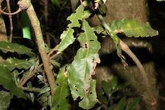 Macadamia tetraphylla