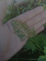 Daucus pusillus