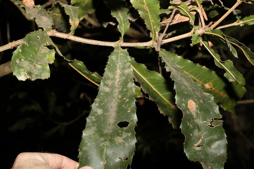 Image of Macadamia tetraphylla by (c) Greg Tasney, some rights reserved (CC BY-SA)