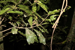 Macadamia tetraphylla