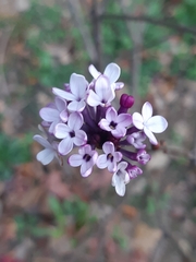Syringa vulgaris
