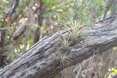 Tillandsia fasciculata