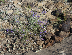 Polygala tenuifolia