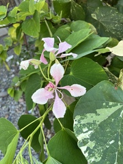Bauhinia monandra