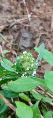 Hyptis capitata