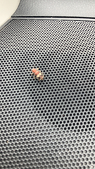 Enoclerus quadrisignatus