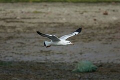 Chroicocephalus ridibundus